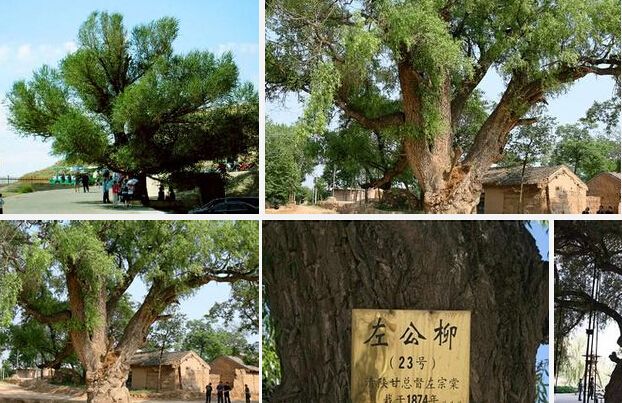 左公柳.jpg